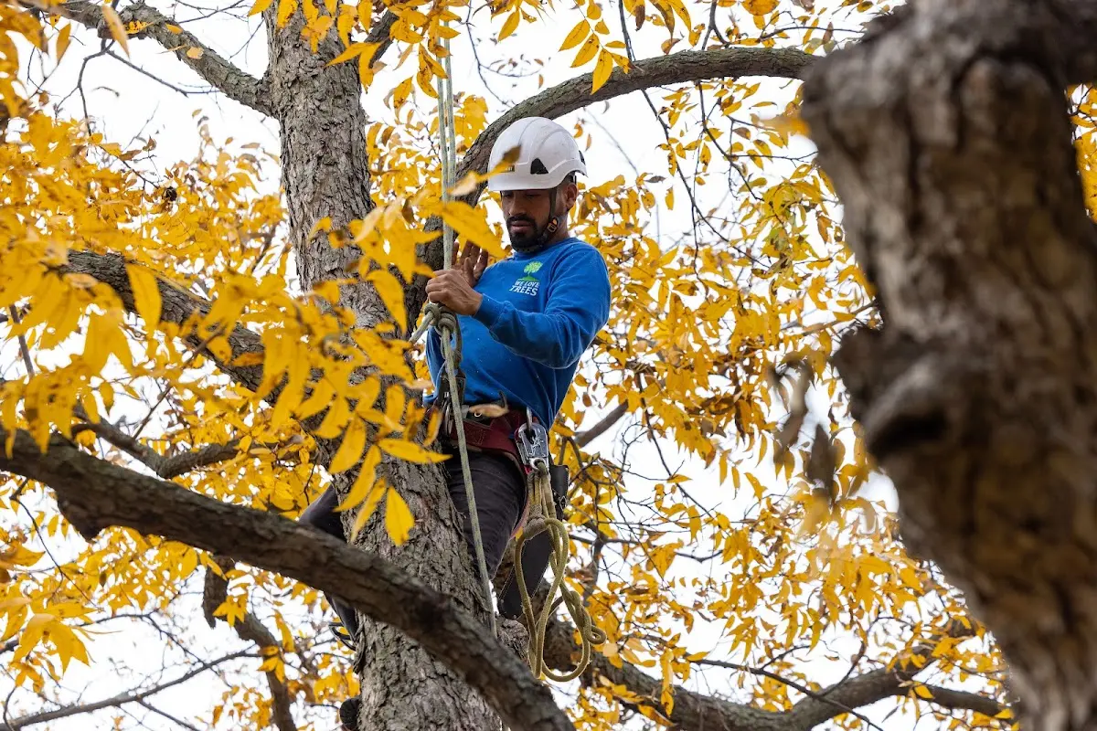 Skilled Tree Pruning crew working in Lake City